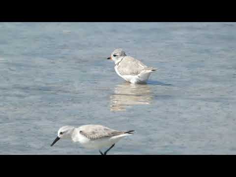 Piping Plover PHOENIX Bathing Outback Key March 6 2026 thumbnail
