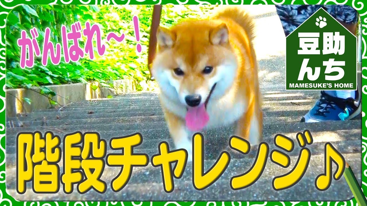 豆助んち040】豆助、階段チャレンジ！上手に上れるかな？＜柴犬・豆柴