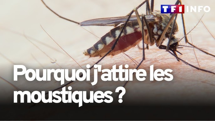 Anti-moustiques : quel répulsif choisir ? : Femme Actuelle Le MAG