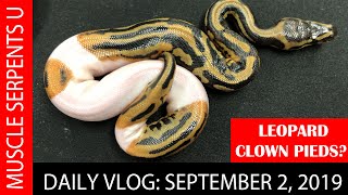CLOWN PIED: THE ULITIMATE DOUBLE RECESSIVE? September 2, 2019