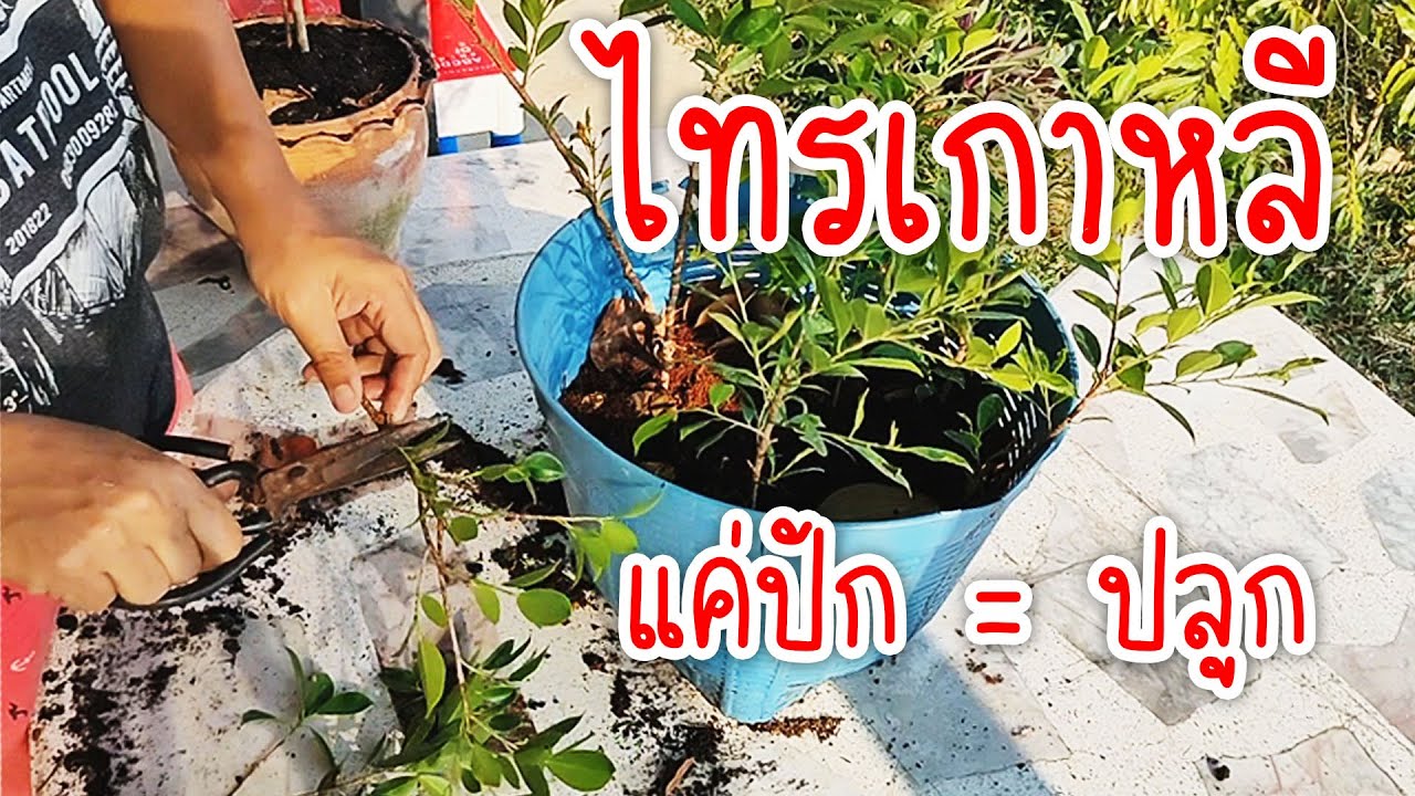 ต้นไทรเกาหลีปลูกง่าย ดูแลง่าย วิธีปลูกไทรเกาหลี | OHMSHOW studio