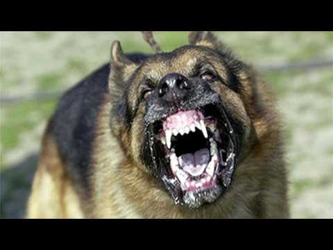 large-dog-barking-sfx-aggressive-loud-dogs-1-hour-high-quality-sound-effects-of-canine-barks