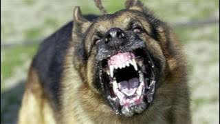 Large Dog Barking SFX Aggressive Loud Dogs 1 Hour High Quality Sound Effects of Canine Barks
