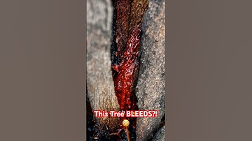 Wait… Trees Can BLEED Red ! 🌳🩸