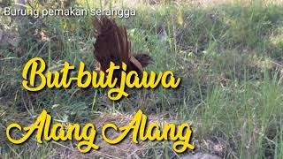 Download Lagu Burung but but Jawa pemakan serangga MP3