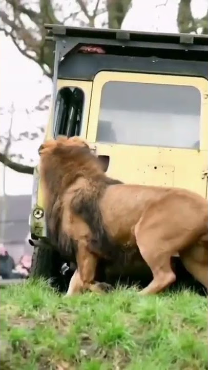King, Lion(Panthera Leo) 🦁