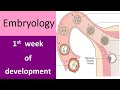 Embryonic changes during  1st week of development