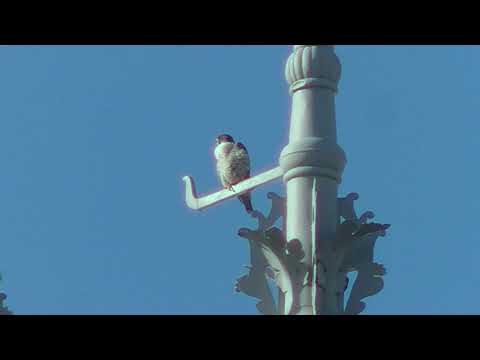 De Slechtvalken van het Rijksmuseum - "Outside the Box"