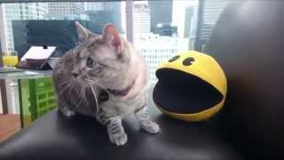 映画『ピクセル』ビックリ顔の猫として人気のNala_catが… 　2015年9月12日（土）公開