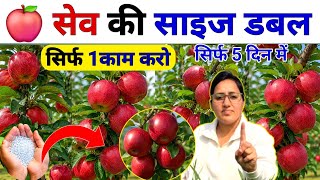 सेब की साइज होगी डबल 🍎 सिर्फ 1 काम करो 🍎| Apple fruit size Increase | Apple farming | apple ki kheti