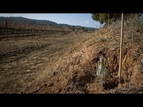 Vídeo: Rejoveniment Ràpid: Els Tipus De Lifting Més Segurs