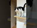 完全に会話できる猫たち #猫 #cat #かわいい