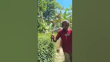 super sharp! easy smart tool for plant pruning #shorts