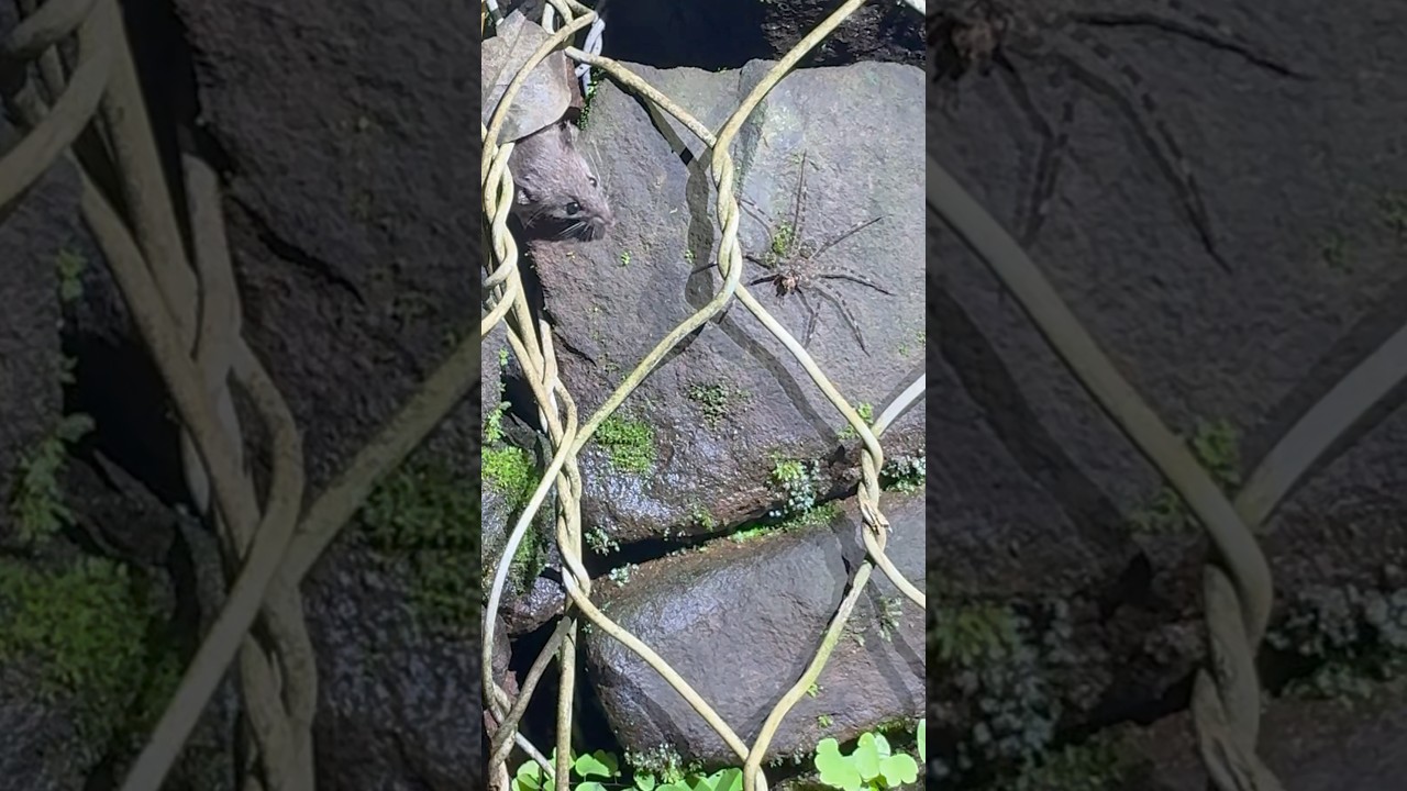 Bush Rat vs. Giant Spider: Epic Hunt!
