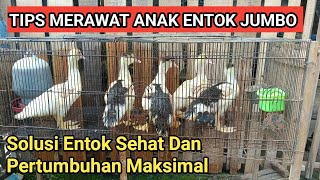 Tips Merawat Anak Entok Jumbo Agar Tetap Sehat Dan Pertumbuhannya Maksimal