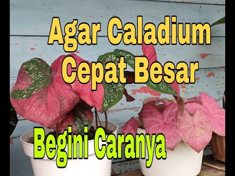 Video: Cara Menjaga Dormition Dengan Cepat