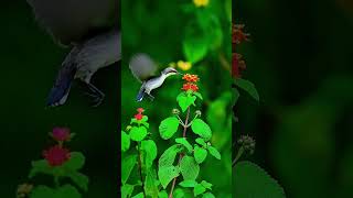 little birds 🐦#naturesounds #naturesvoice #birds