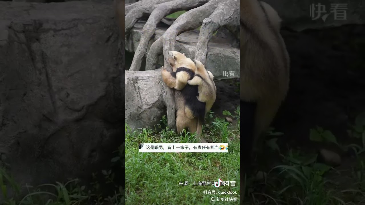 A family of aardvarks was crawling together, with the dad carrying the mother and baby on his back.