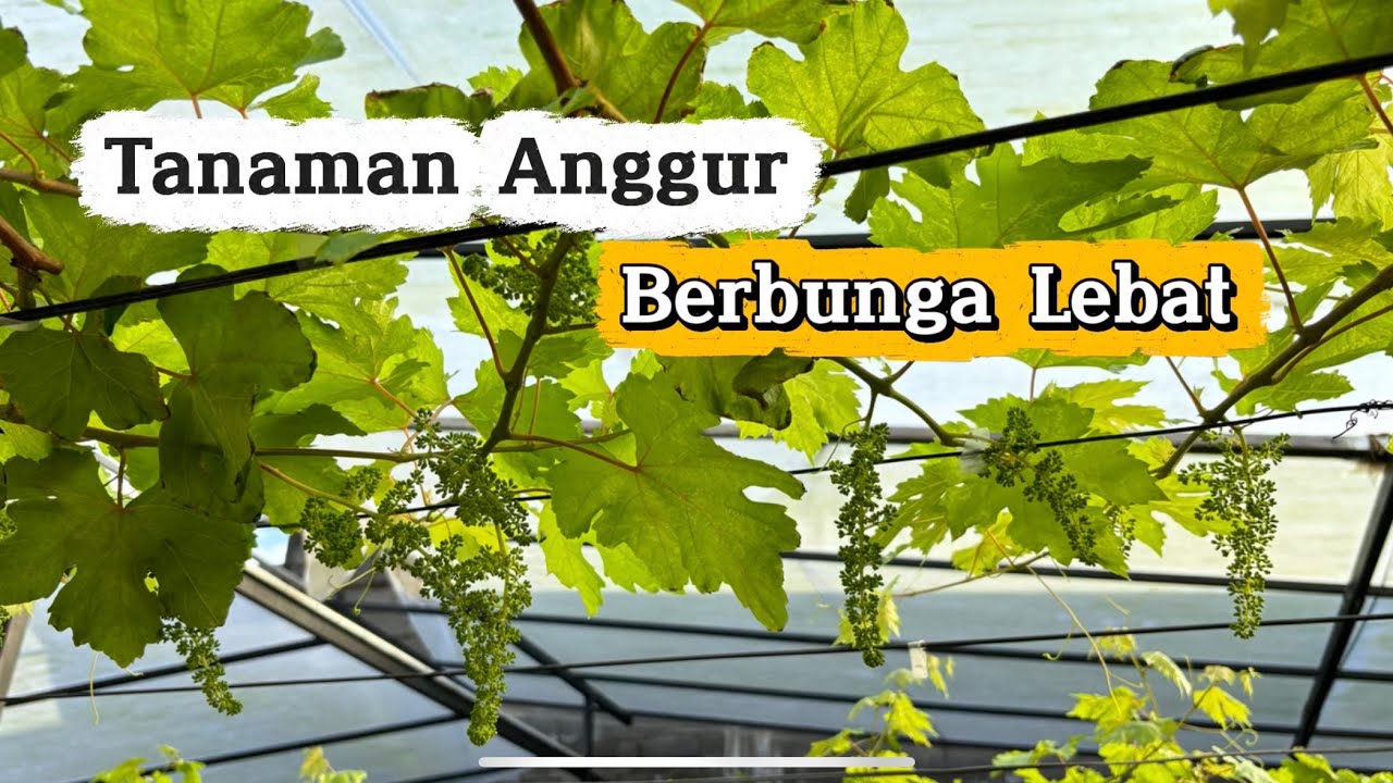 Tanaman Anggur Berbunga Banyak Setelah Di Pruning 