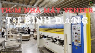 EXPERIENCE the BEST Veneer Production Factory in Binh Duong!