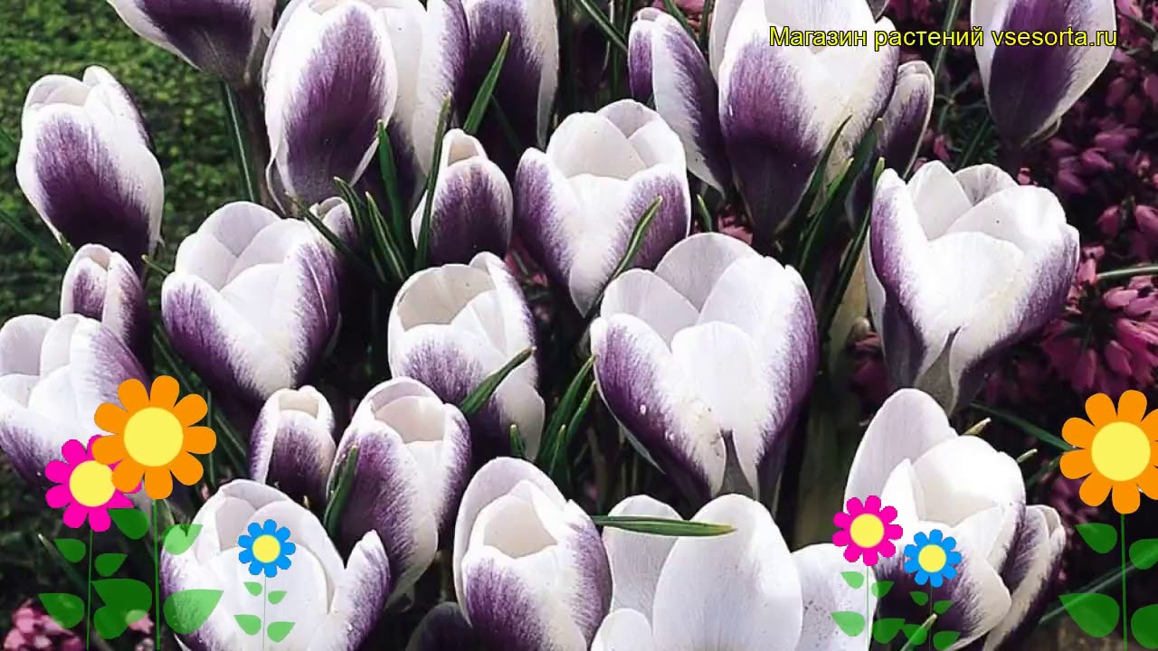 Крокус ботанический Принц Клаус. Краткий обзор, описание характеристик Prins Claus