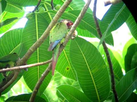 Azuero Parakeet (Pyrrhura eisenmanni) Azuero Parakeet (Pyrrhura eisenmanni)