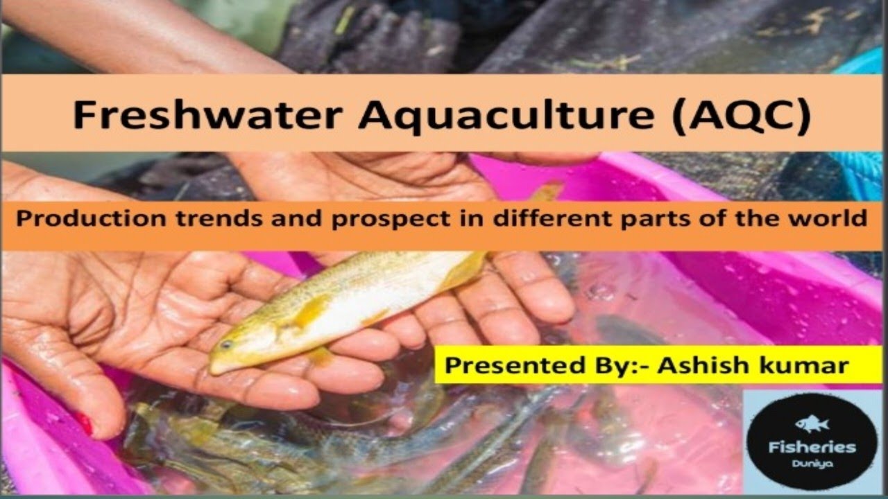 Fish Production In The World Global Fish Production Fish