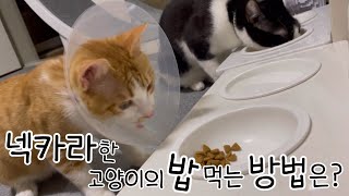 넥카라 한 식탐 많은 고양이의 식사법🐈 중성화 끝! 껌딱지 VLOG♥️ by 소희껌딱지 11,204 views 1 year ago 16 minutes