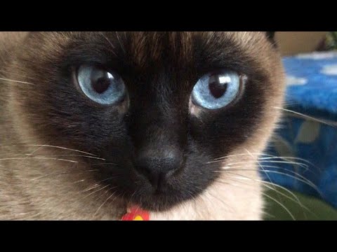 فيديو: الأسماء الأكثر شعبية للقطط السيامي