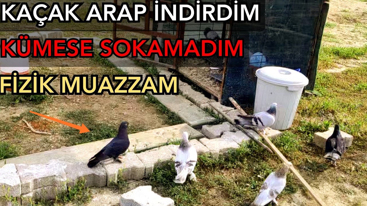 BULUTTAN İNDİRDİĞİM KAÇAK KÜMESE GİRMEDİ.