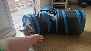 Shelter Cat Peter Fiercely Defends His Magic Hypertube! [REAL]