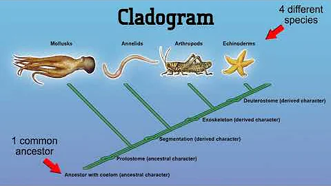 Constructing a Cladogram
