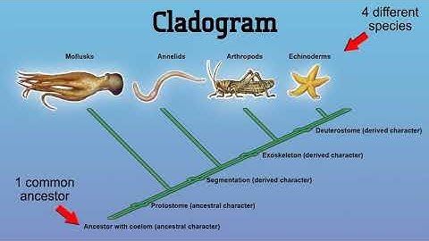 Constructing a Cladogram