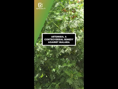 Video: Este Artemisia tridentata comestibilă?