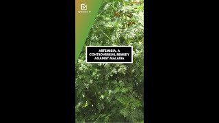 Documentary: Artemisia, a controversial remedy against malaria