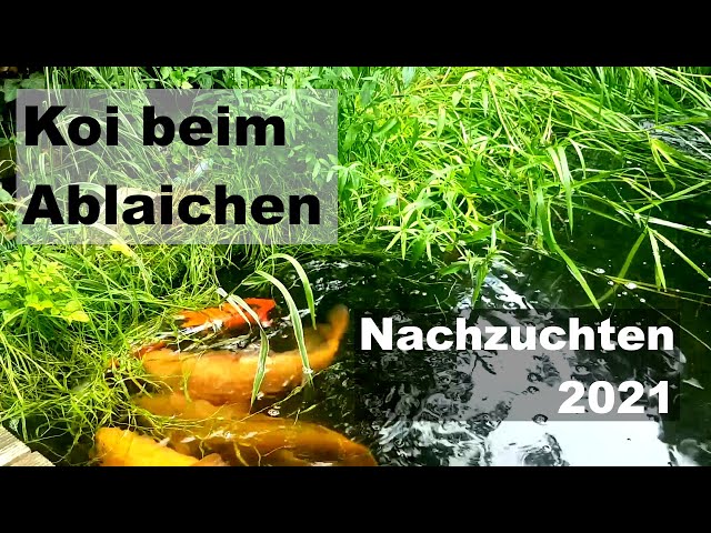 Koi beim Ablaichen - Nachzuchten 2021 [Teil 1]