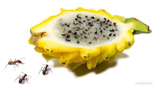 Ants Vs Dragonfruit Time-Lapse