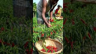Video of harvesting chillies from chilli plants using Bangladeshi technology
