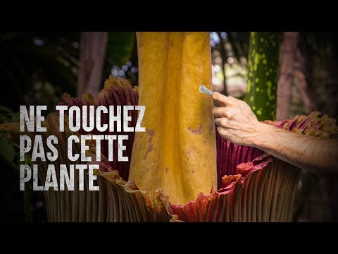 Vidéo: La fleur la plus puante du monde