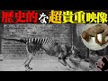 【激レア】絶滅生物が生きている時の映像８選