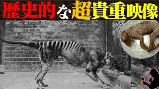 【激レア】絶滅生物が生きている時の映像８選