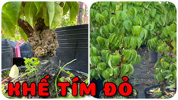 Cây Khế tím đỏ | 0386569374 - Ngọc Ngân Bến Tre | Chuyên cây độc lạ