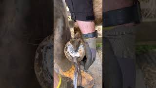 Shetland Trim #Farrier #Horse #Oddlysatisfying #Satisfying #Asmr #Shortswithcamilla #Equestrian