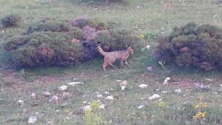 Gato montés marcando. Cantabria.