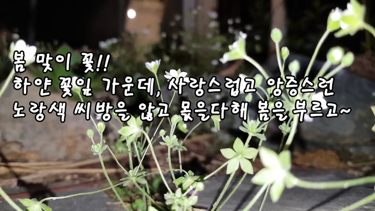 봄 맞이꽃 Spring flowers YouTube