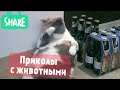 ПРИКОЛЫ ЛУЧШЕЕ | СМЕШНЫЕ ЖИВОТНЫЕ | КОШКИ И СОБАКИ #7