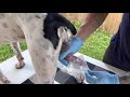 How to collect dog semen start to finish detailed instructions