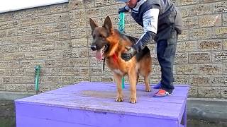 Развитие злобы у Немецкой овчарки. Development of anger at the German Shepherd. Odessa. Развитие злобы у Немецкой овчарки. Development of anger at the German Shepherd. Odessa.