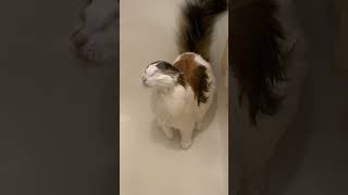 Domestic Cat Licking Water While Taking a Shower