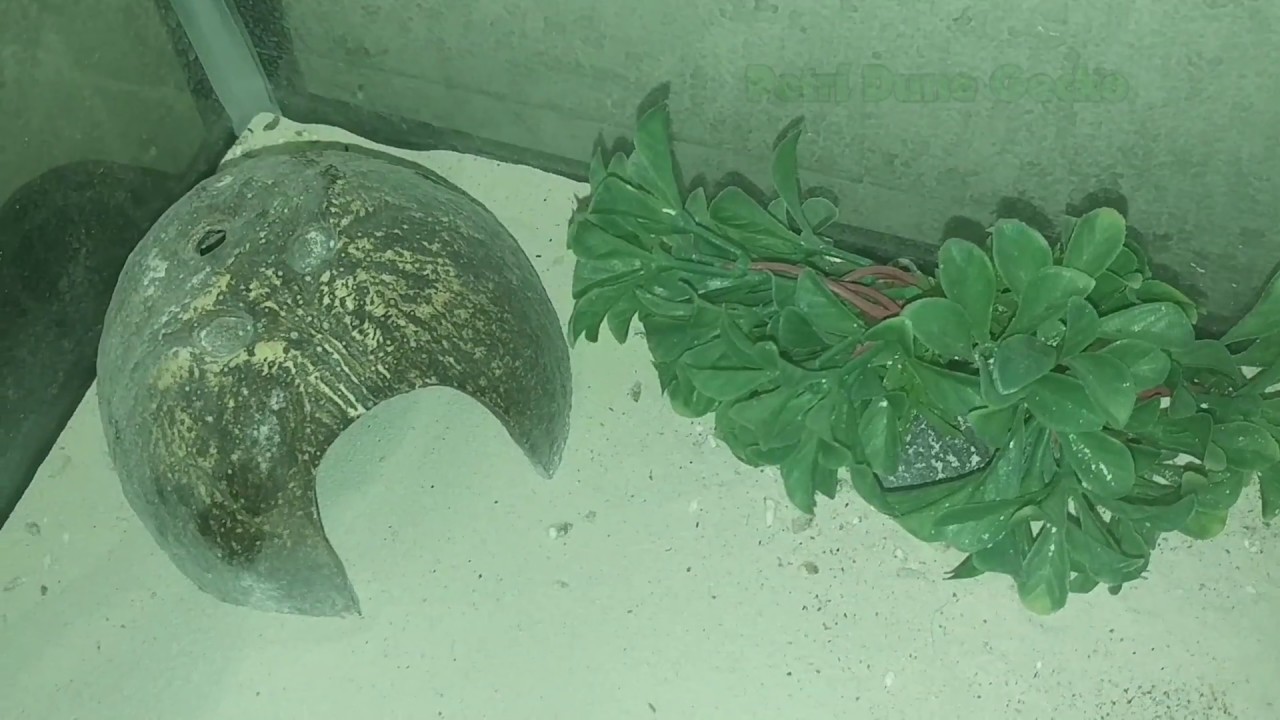 lizard skin grips Petri Dune Gecko January Update